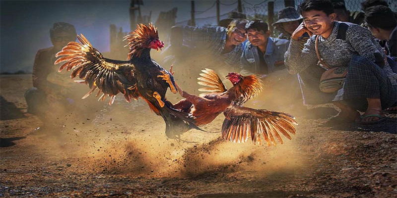 dagasv388 chơi bắn cá đổi thưởng