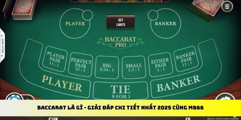 dagasv388 gà chọi cu cần