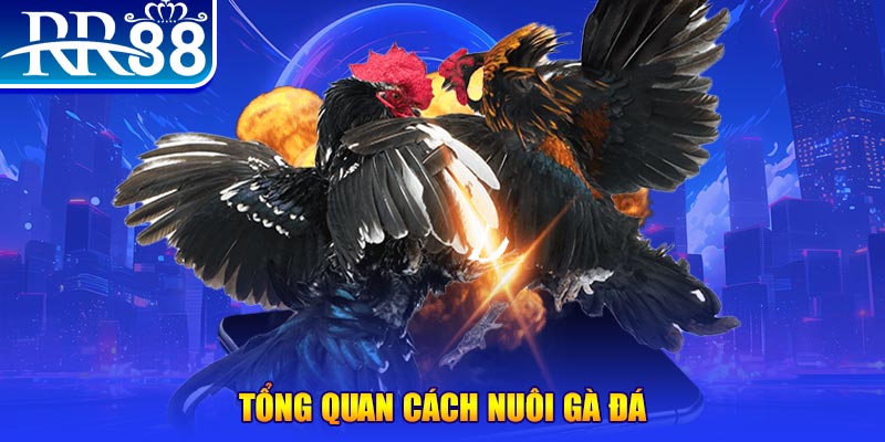 dagasv388 VA Điện Tử
