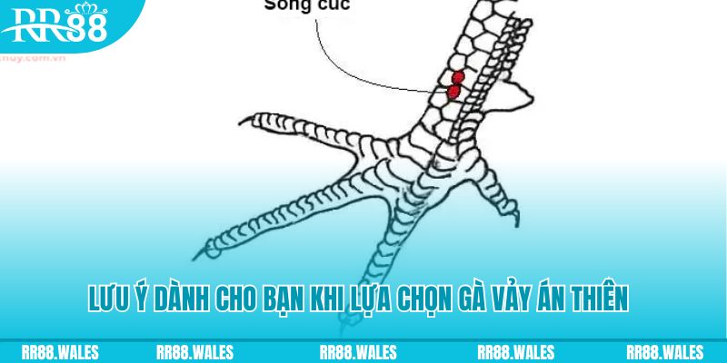 dagasv388 xổ số đồng nai