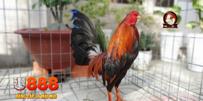 dagasv388 casino máy tính